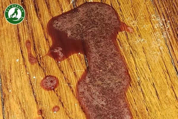 Mèo Bị Nôn Ra Máu: Dấu Hiệu Cảnh Báo & Xử Lý Đúng