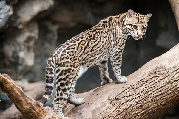 Mèo Ocelot với hoa văn đốm lớn đang đi trên cành cây