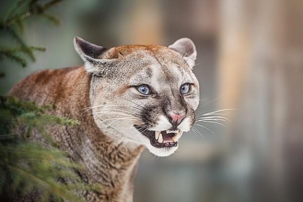 Mèo Puma hay báo sư tử trên cành cây
