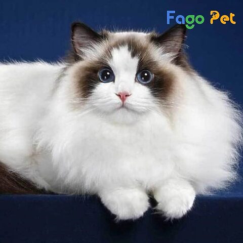 Mèo Ragdoll trắng nằm thư giãn, thể hiện tính cách hiền lành