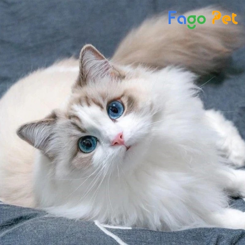 Mèo Ragdoll trắng với bộ lông dài, mềm mại đang được vuốt ve