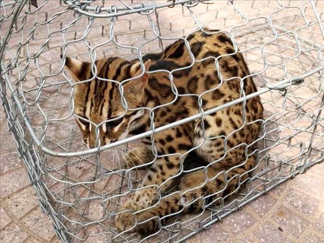 Mèo Rừng Sách Đỏ Việt Nam: Cần Bảo Tồn Khẩn Cấp