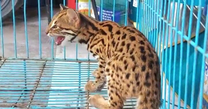 Tổng Quan Về Các Loài Mèo Rừng Ở Việt Nam