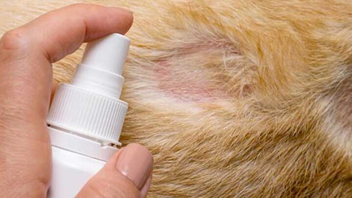 Mèo Bị Rụng Lông Ở Cổ: Nguyên Nhân, Triệu Chứng Và Cách Điều Trị Hiệu Quả