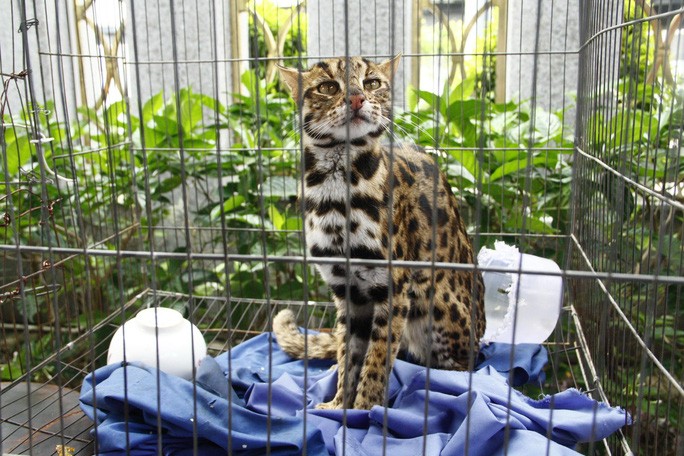 Mèo rừng Prionailurus bengalensis được bàn giao cho VQG Cát Tiên để thả về tự nhiên