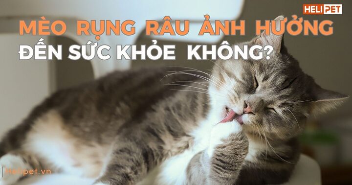 Mèo bị rụng râu: Nguyên nhân & cách khắc phục