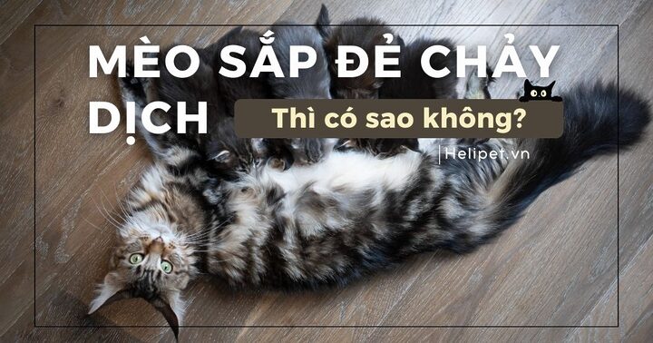 Dịch trắng vùng kín mèo: Nguyên nhân, triệu chứng và cách xử lý