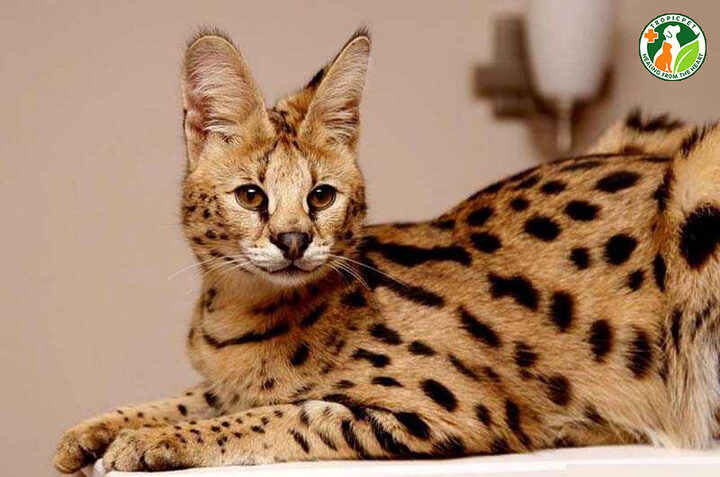 Mèo Rừng Nam Phi Serval: Đặc Điểm, Tập Tính & Bảo Tình