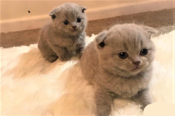 Mèo Scottish Fold tai cụp nổi bật ngồi trên ghế sofa
