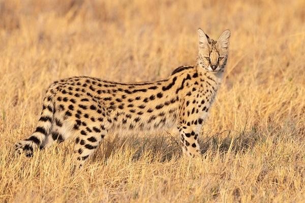 Mèo Serval với đôi chân dài và tai lớn đang đứng trên đồng cỏ