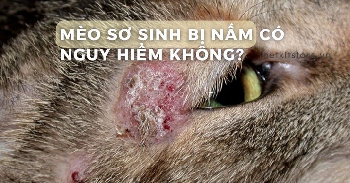 Mèo Bị Bẫy Rách Lưỡi: Nguyên Nhân, Dấu Hiệu Và Cách Xử Lý Khẩn Cấp