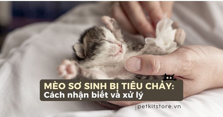 Mèo Anh lông ngắn bị tiêu chảy: Dấu hiệu và điều trị