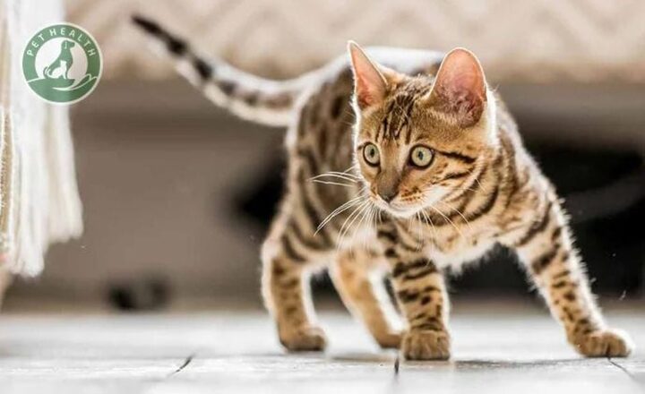 Con Mèo Ta: Đặc Điểm, Lịch Sử và Cách Chăm Sóc Chi Tiết