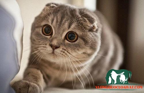 mèo tai cụp scottish fold đáng yêu