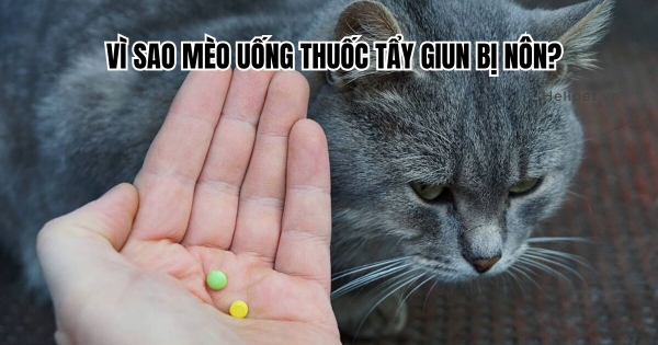 Mèo Bị Say Thuốc Tẩy Giun: Dấu Hiệu Và Cách Xử Lý