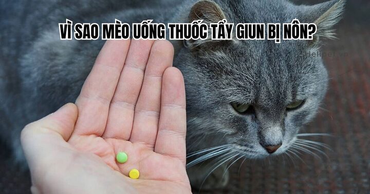 Mèo Bị Say Thuốc: Dấu Hiệu, Xử Lý Và Phòng Ngừa