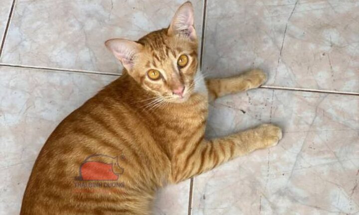 Đặc điểm Mèo Ta: Hiểu Rõ Để Yêu Hơn
