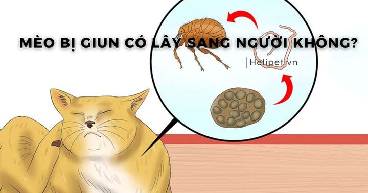 Nguyên nhân mèo bị lây bọ và cách phòng trị hiệu quả