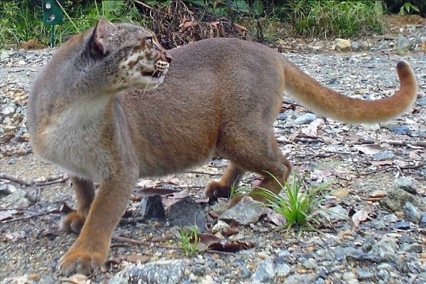 Mèo vịnh Borneo quý hiếm với bộ lông màu hung đỏ