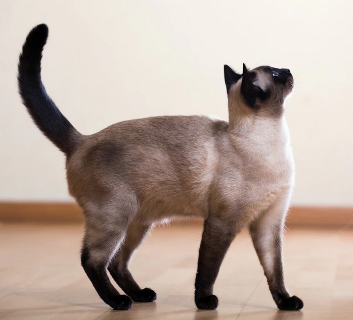Mèo Xiêm con với bộ lông nhạt màu trước khi các điểm màu xuất hiện rõ