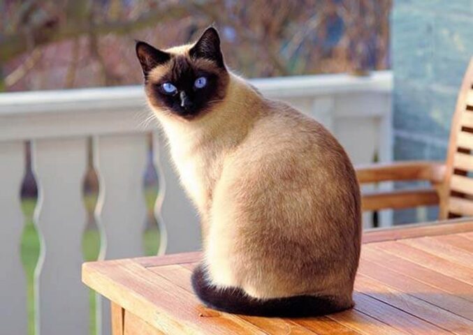 Mèo Xiêm giá bao nhiêu? Bảng giá và Yếu tố ảnh hưởng