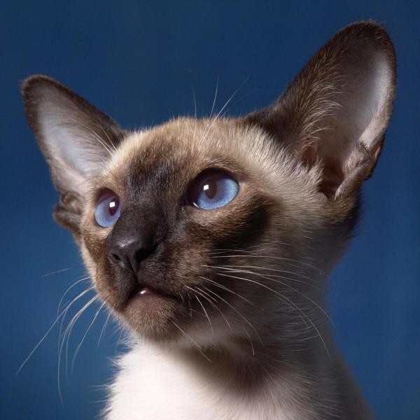 Mèo Xiêm hiện đại (Modern Wedge Siamese)
