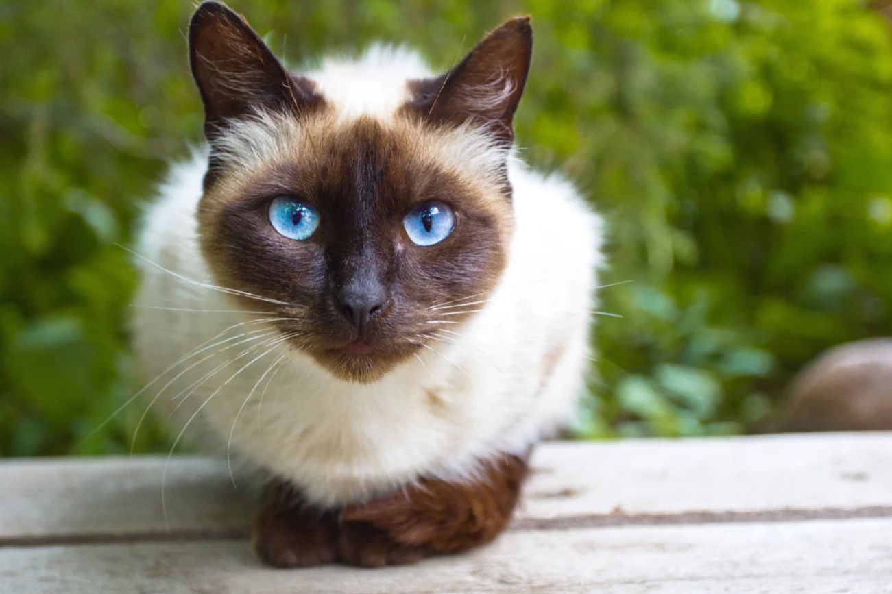 Mèo Xiêm kiểu cổ điển (Classic Siamese)