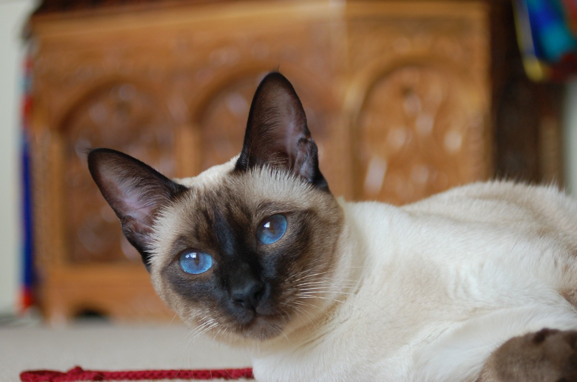 Mèo Xiêm kiểu cũ (Old Style Siamese)