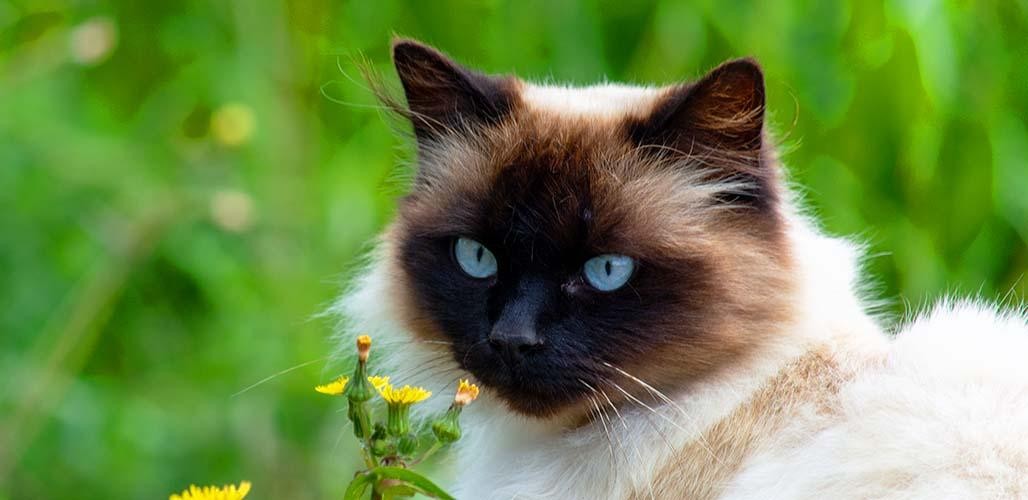 Mèo Xiêm lai Ba Tư (Mèo Himalayan)