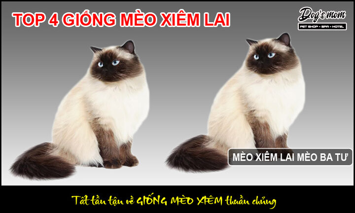 Mèo Xiêm Lai Ba Tư: Đặc Điểm, Tính Cách & Cách Chăm Sóc