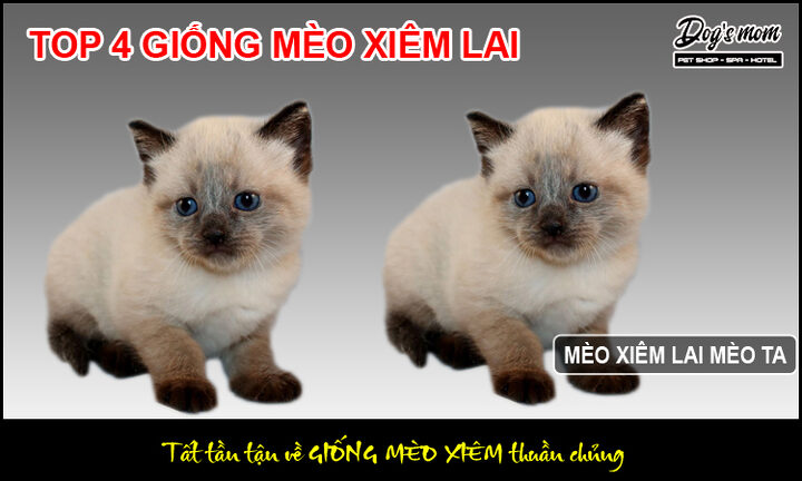 Mèo Xiêm Lai Mèo Ta: Đặc Điểm, Tính Cách Và Cách Nuôi