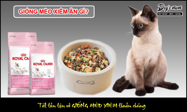 Mèo Xiêm Thái Lan: Đặc Điểm, Chăm Sóc Toàn Diện
