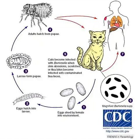 Mèo Bị Sốt Mọc Răng: Hiểu Rõ Nguyên Nhân, Triệu Chứng Và Cách Chăm Sóc Đúng Cách