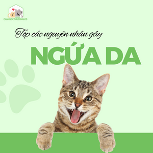Chịu chứng mèo bị ngứa: Dấu hiệu nhận biết & khi nào cần khám