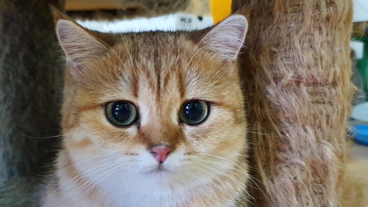 Địa chỉ mua mèo ta ở Hà Nội uy tín