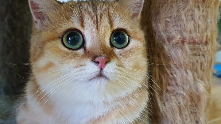 Hướng dẫn chi tiết mua mèo ta vàng