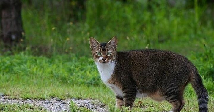 Bụng Mèo Bị Xệ: Hiểu Đúng Về Túi Nguyên Thủy Ở Mèo