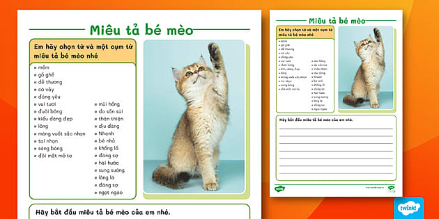 Mèo Ta Là Gì? Đặc Điểm, Nguồn Gốc Và Cách Chăm Sóc