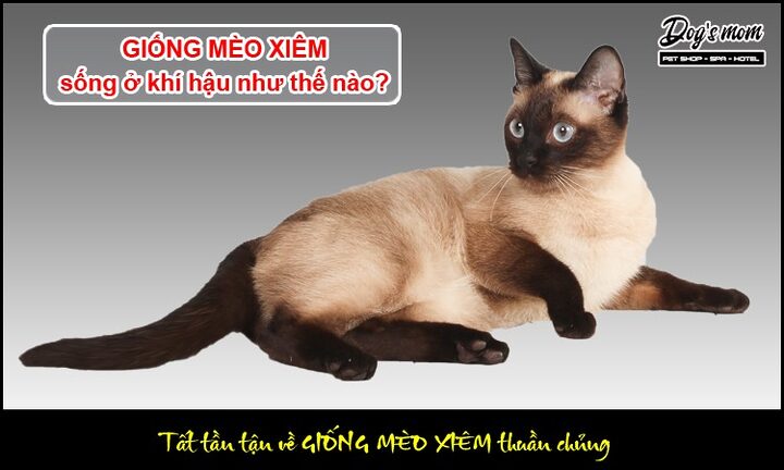 Môi trường sống cho mèo Xiêm