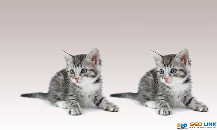 Một chú mèo Anh lông ngắn màu tabby đang ngồi bên cửa sổ