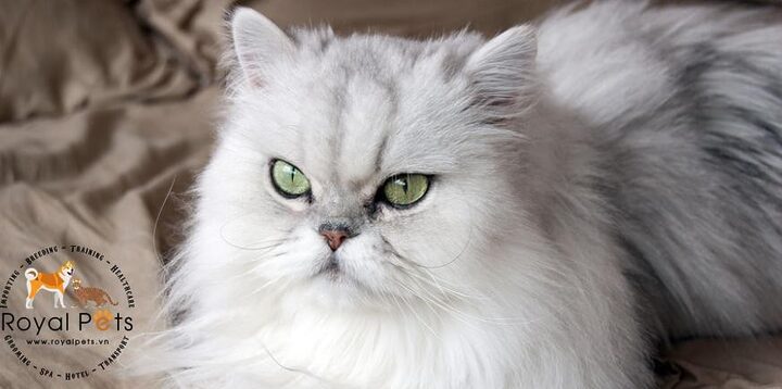 Một chú mèo Ba Tư lông dài Persian màu trắng với bộ lông dày mượt