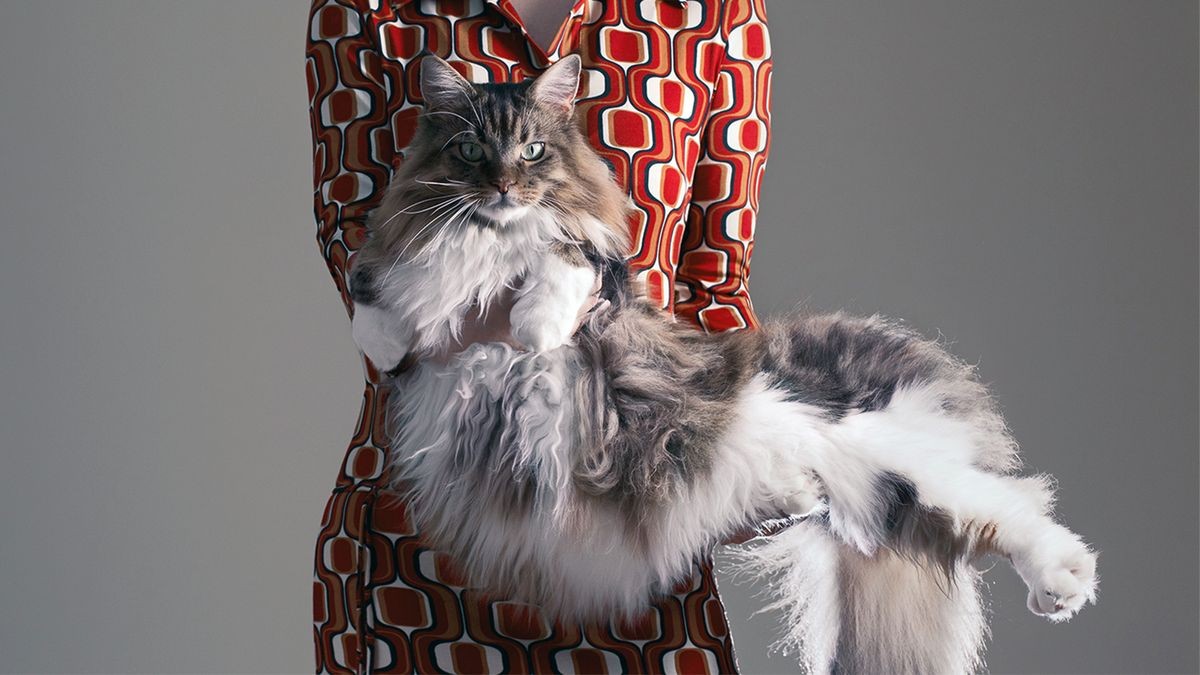 Một chú mèo Maine Coon lông xù đang được chải lông, minh họa cho nhu cầu chăm sóc bộ lông đặc biệt