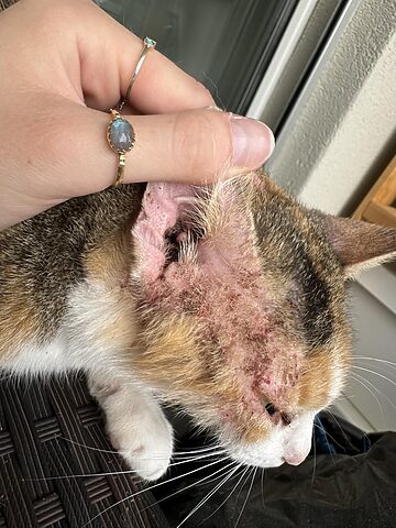 Làn Da Mèo: Giải Mã 'Da Mèo Rừng' Và Các Bệnh Da Thường Gặp