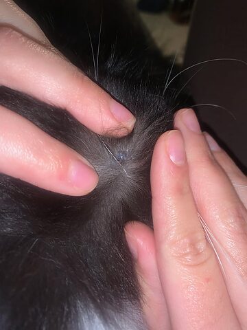 Mèo Bị Cục U Bên Má: Nguyên Nhân Và Cách Xử Lý