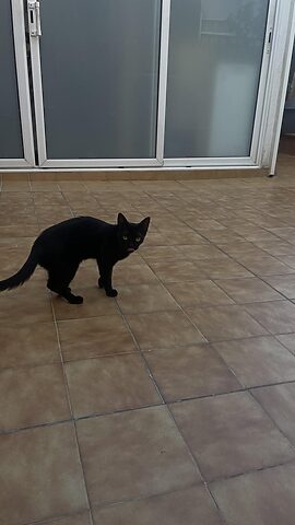 Hiểu và giúp đỡ chú mèo chân ngắn bị bắt nạt