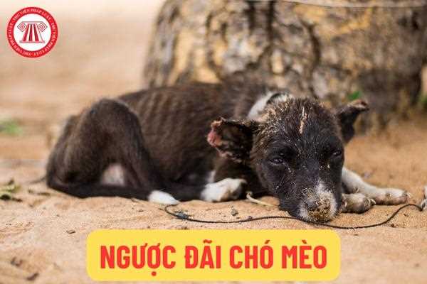 Mèo Bị Đánh Đập: Dấu Hiệu, Hậu Quả Và Cách Giúp Đỡ