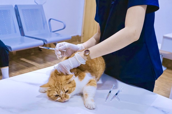 Mèo bị sặc nước: Nguyên nhân, cách xử lý và phòng ngừa hiệu quả