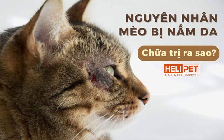 Bọ tai mèo bị nông: Dấu hiệu và Xử lý