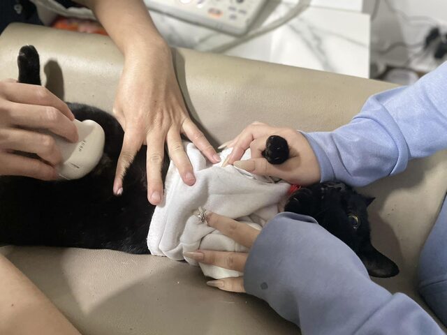 Sảy thai ở mèo: Nguyên nhân, dấu hiệu và cách xử lý