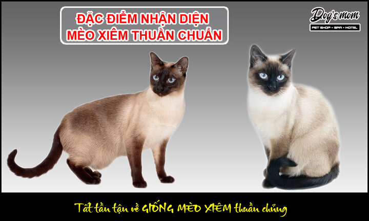 Cách Nhận Biết Mèo Xiêm Thuần Chủng Chi Tiết
